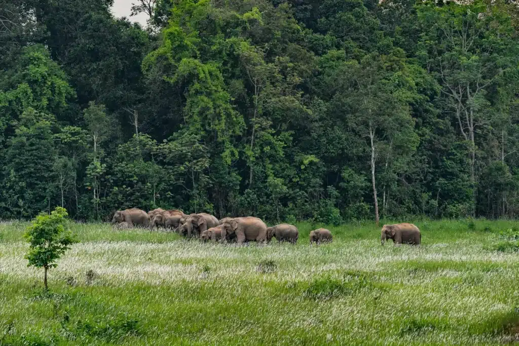 เขาใหญ่